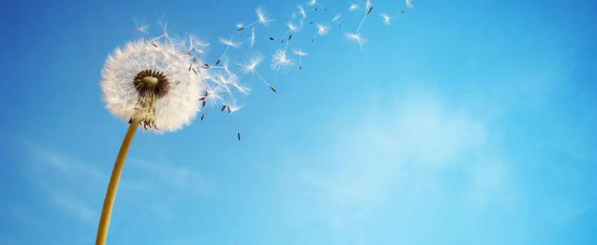 /img/bigstock-Dandelion-with-seeds-blowing-a-64426600.jpg banner