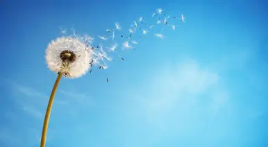 Customer Surveys: Are You Something Special in the Air? banner