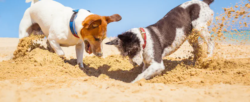 img/bigstock-Dogs-Digging-A-Hole-92204444.jpg banner